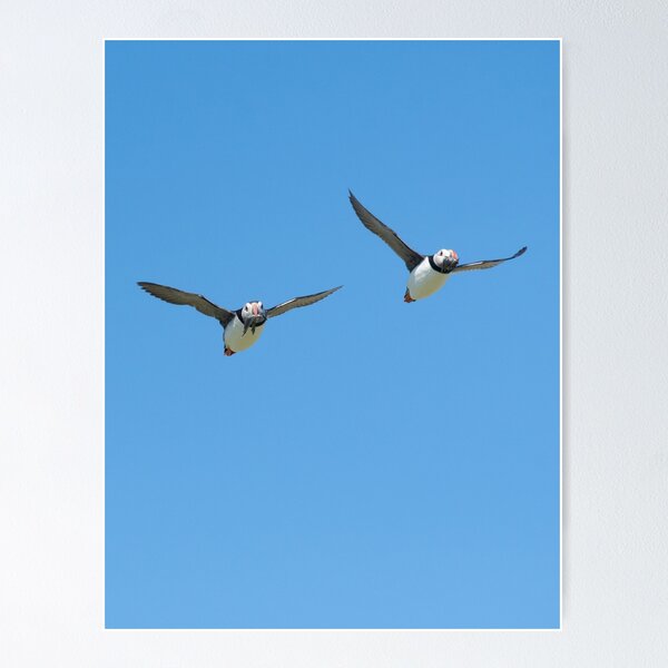 Item preview, puffins flying with sand eels in beaks designed and sold by Kay Roxby.