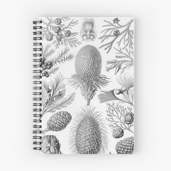 Item preview, Coniferae - Ernst Haeckel  designed and sold by billythekidtees.