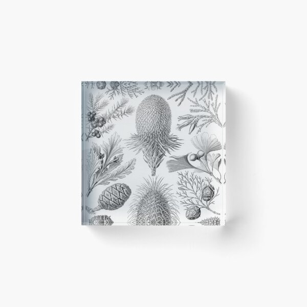 Item preview, Coniferae - Ernst Haeckel designed and sold by billythekidtees.