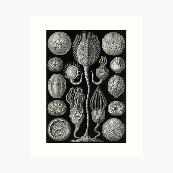 Item preview, Cystoidea - Ernst Haeckel  designed and sold by billythekidtees.