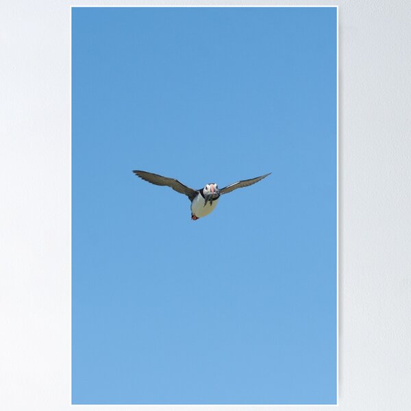 Item preview, puffin designed and sold by Kay Roxby.