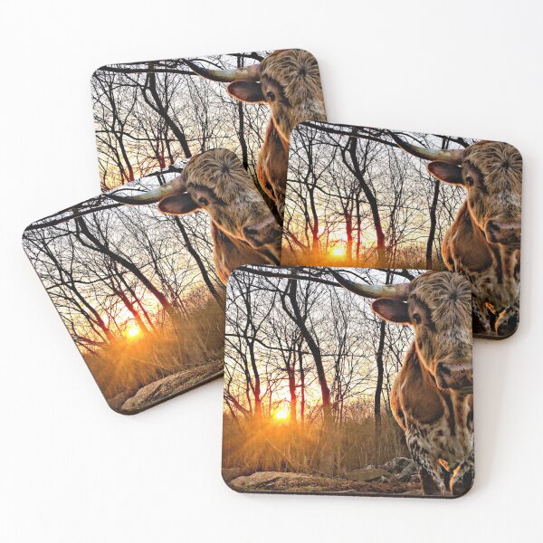 Pineywoods Bull Emerging from the Woods at Sunrise Coasters (Set of 4)