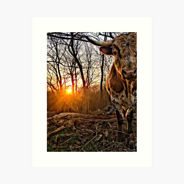 Pineywoods Bull Emerging from the Woods at Sunrise Art Print