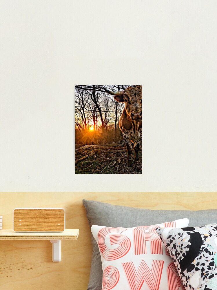 Thumbnail 1 of 3, Photographic Print, Pineywoods Bull Emerging from the Woods at Sunrise designed and sold by OzarkAkerzFarm.