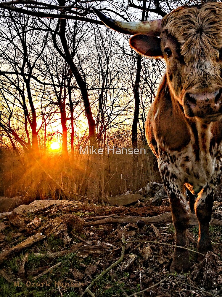 Thumbnail 3 of 3, Photographic Print, Pineywoods Bull Emerging from the Woods at Sunrise designed and sold by OzarkAkerzFarm.