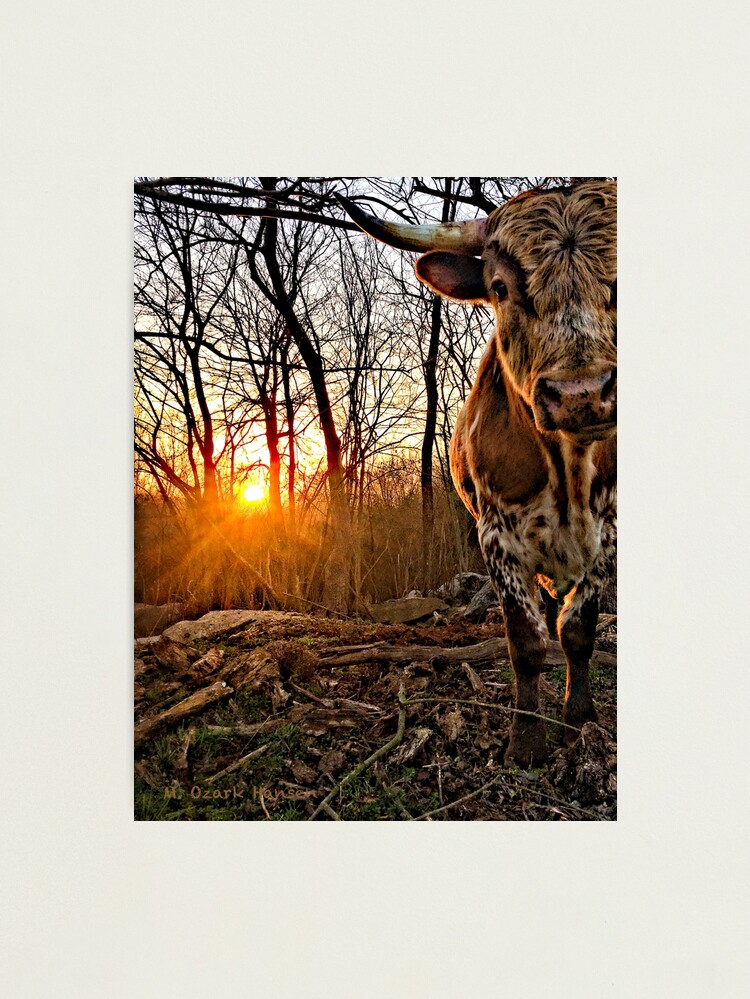 Thumbnail 2 of 3, Photographic Print, Pineywoods Bull Emerging from the Woods at Sunrise designed and sold by OzarkAkerzFarm.