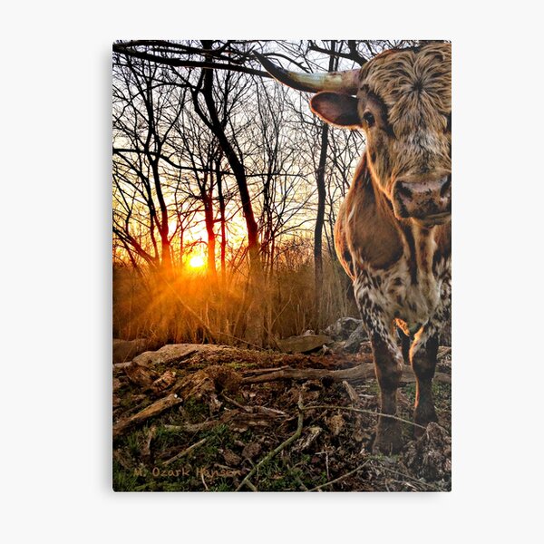 Pineywoods Bull Emerging from the Woods at Sunrise Metal Print