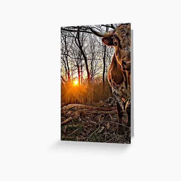 Pineywoods Bull Emerging from the Woods at Sunrise Greeting Card