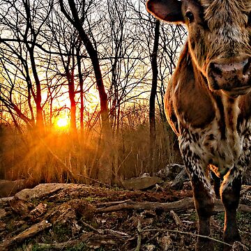Artwork thumbnail, Pineywoods Bull Emerging from the Woods at Sunrise by Mike Hansen