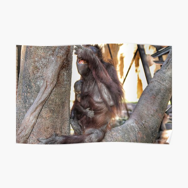 Mother orangutan with her young Poster