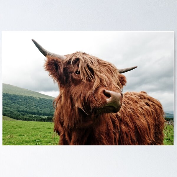 highland cow wrapping paper Wallpaper