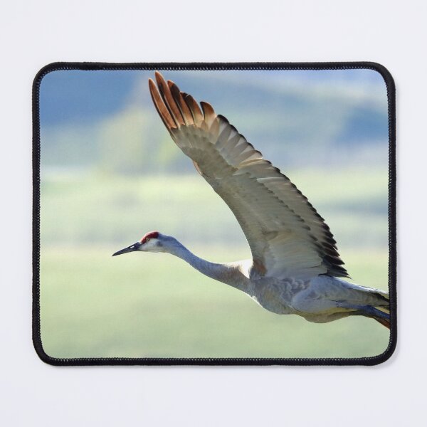 Item preview, Sandhill Crane designed and sold by Alyce Taylor.