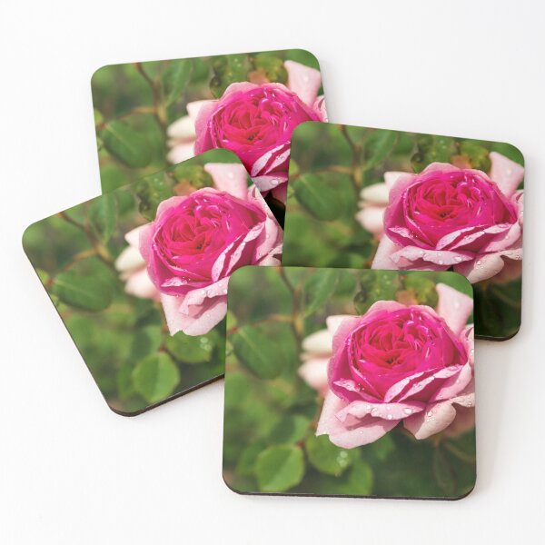 Item preview, Stunningly beautiful roses in the garden, sunny day. designed and sold by Alexander Sorokopud.