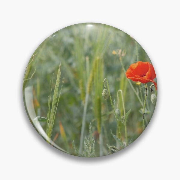Item preview, Red tender poppies in a ripe wheat field, autumn landscape designed and sold by Alexander Sorokopud.