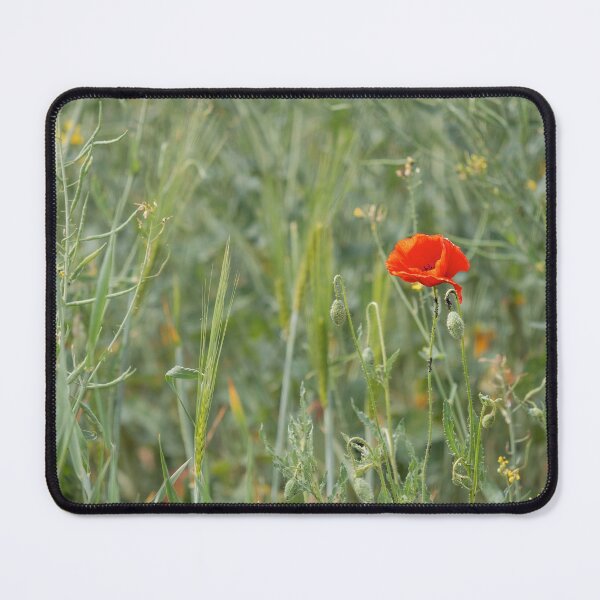 Item preview, Red tender poppies in a ripe wheat field, autumn landscape designed and sold by Alexander Sorokopud.