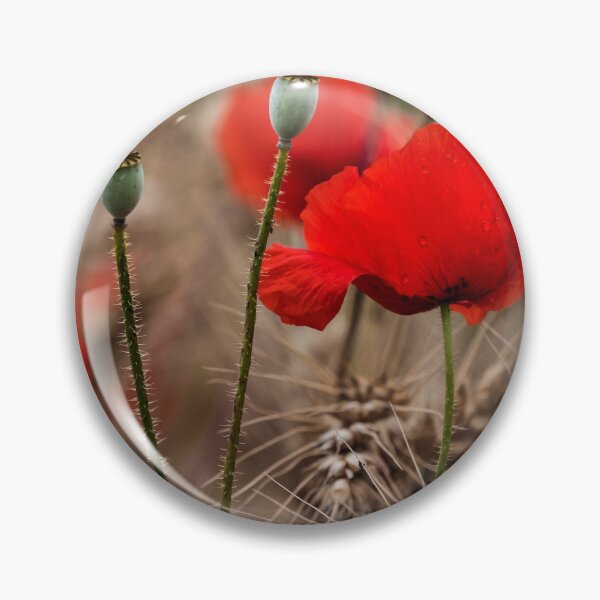 Item preview, Red tender poppies in a ripe wheat field, autumn landscape designed and sold by Alexander Sorokopud.