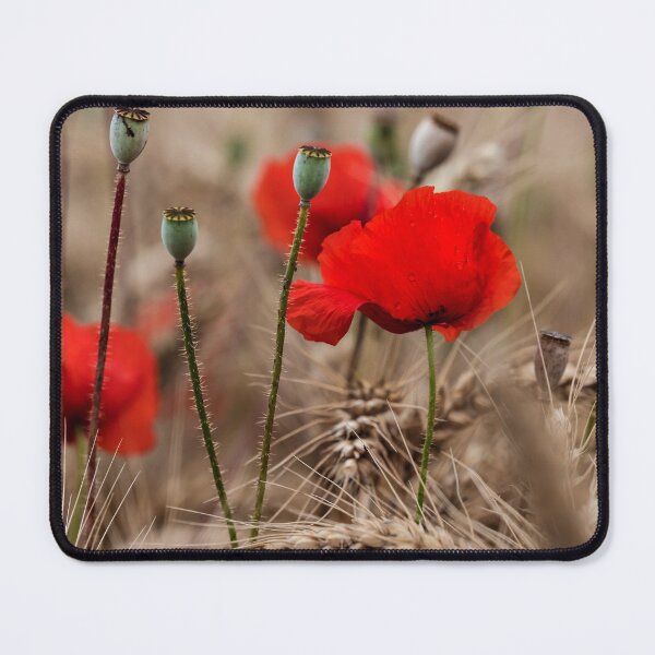 Item preview, Red tender poppies in a ripe wheat field, autumn landscape designed and sold by Alexander Sorokopud.