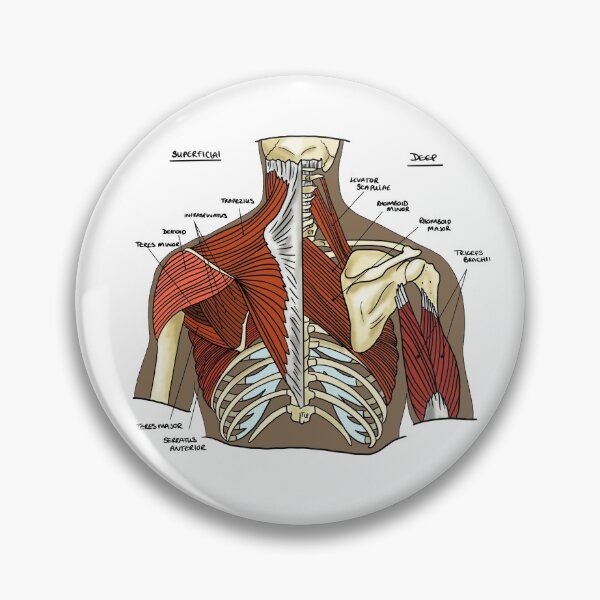 Item preview, Labeled Muscular anatomy of the upper back designed and sold by faolansforge.
