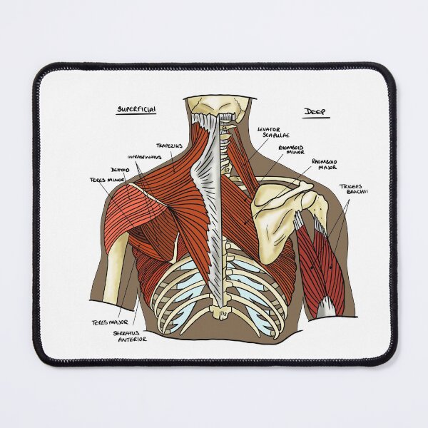 Item preview, Labeled Muscular anatomy of the upper back designed and sold by faolansforge.