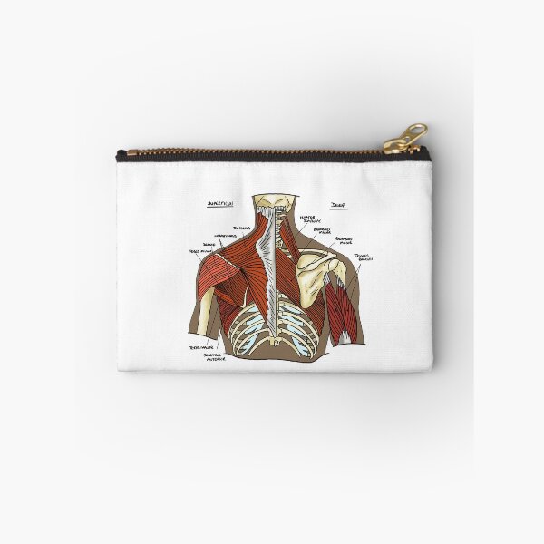 Item preview, Labeled Muscular anatomy of the upper back designed and sold by faolansforge.