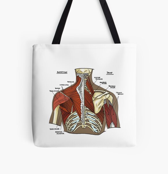 Pectoral girdle anatomy diagram  Poster for Sale by faolansforge