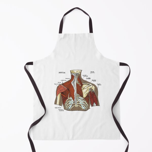 Item preview, Labeled Muscular anatomy of the upper back designed and sold by faolansforge.
