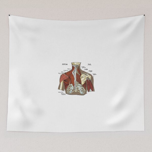 Item preview, Labeled Muscular anatomy of the upper back designed and sold by faolansforge.