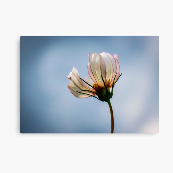 Cosmos Canvas Print
