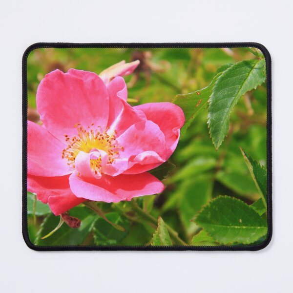 Item preview, Wild Rose designed and sold by Alyce Taylor.