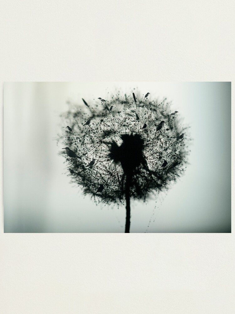 Alternate view of Dandelion Birds photographic Photographic Print