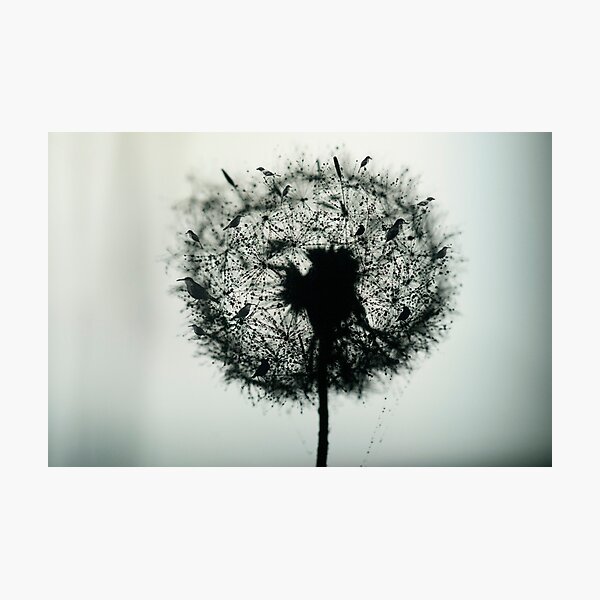 Dandelion Birds photographic Photographic Print