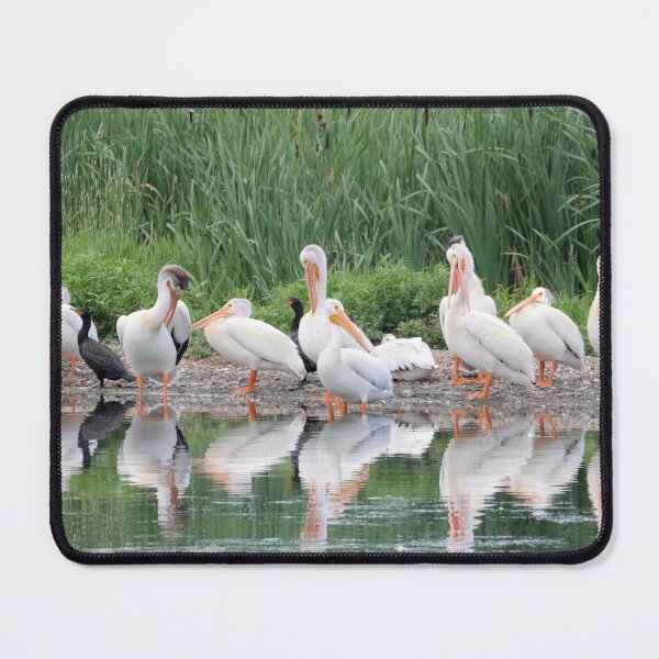 Item preview, Pelicans and Cormorants designed and sold by Alyce Taylor.