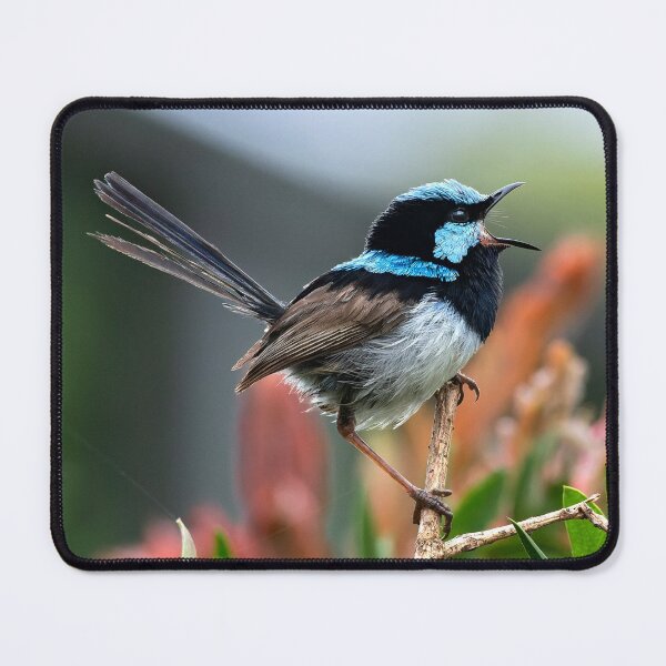 Item preview, Superb Fairy-wren in Callistemon designed and sold by RAFImages.