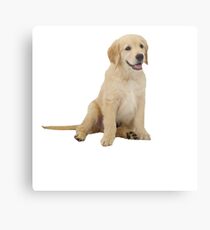 Cute Golden Retriever Metal Print