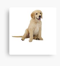 Cute Golden Retriever Canvas Print
