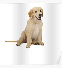 Cute Golden Retriever Poster