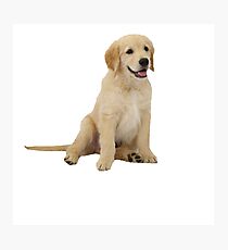 Cute Golden Retriever Photographic Print