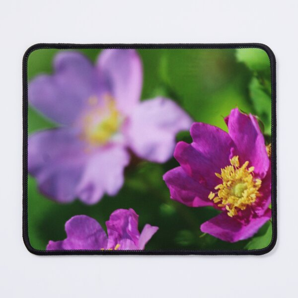 Item preview, Alberta's Wild Rose designed and sold by Alyce Taylor.