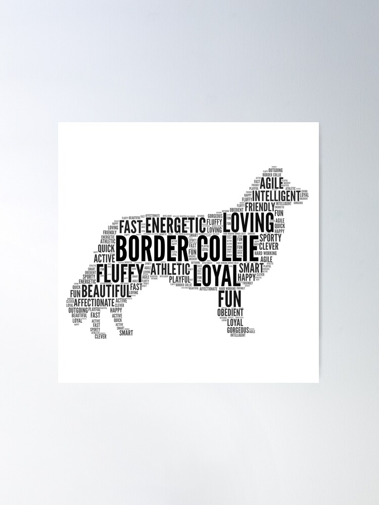 Border Collie  Your Intelligent, Affectionate Friend