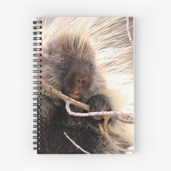 Item preview, Porcupine designed and sold by Alyce Taylor.