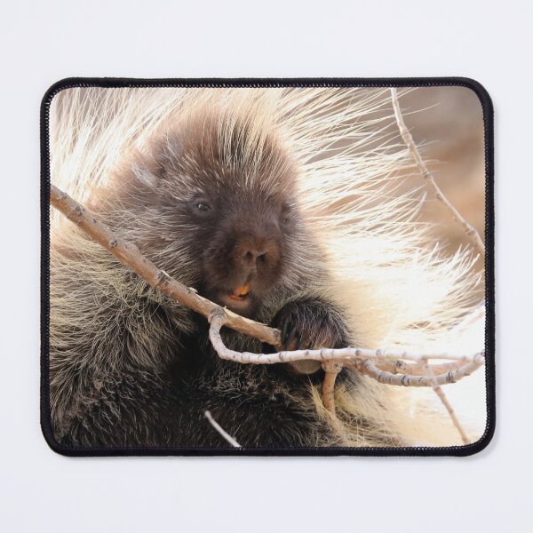 Item preview, Porcupine designed and sold by Alyce Taylor.