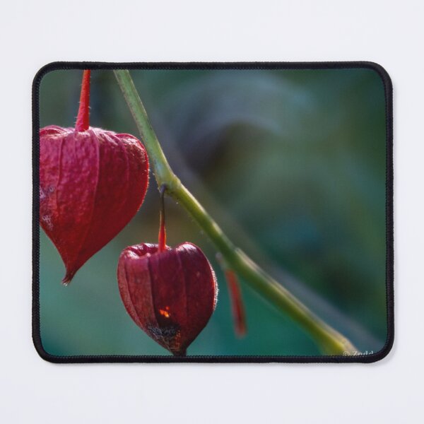 Item preview, Chinese lantern designed and sold by immortalzoddo.