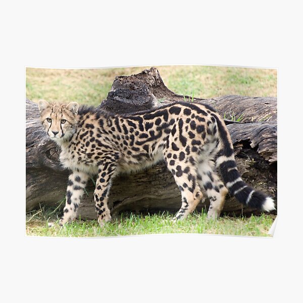 Female - King Cheetah Poster