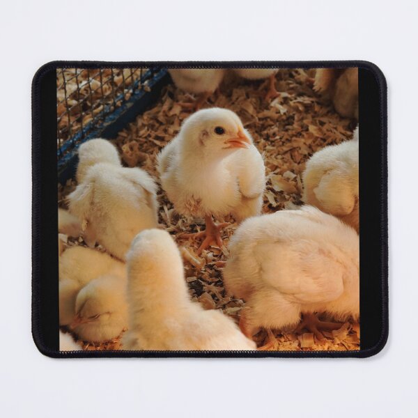 Item preview, WOKE Chick designed and sold by hamiltonphotos.