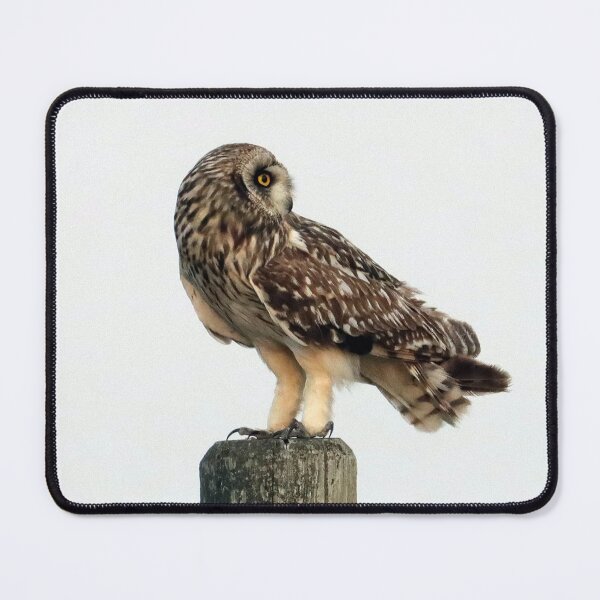 Item preview, Short Eared Owl designed and sold by Alyce Taylor.