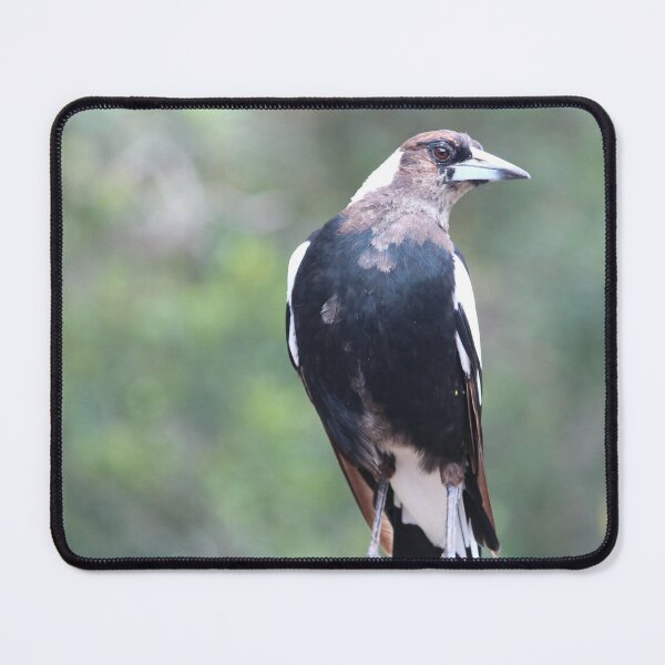Item preview, Young Magpie designed and sold by smh2.