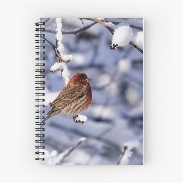 Aperçu de l'œuvre Petit roselin familier dans la neige créée et vendue par Thymely.