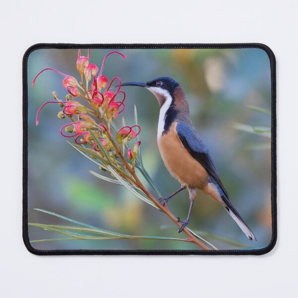 Item preview, Eastern Spinebill in Grevillea designed and sold by RAFImages.