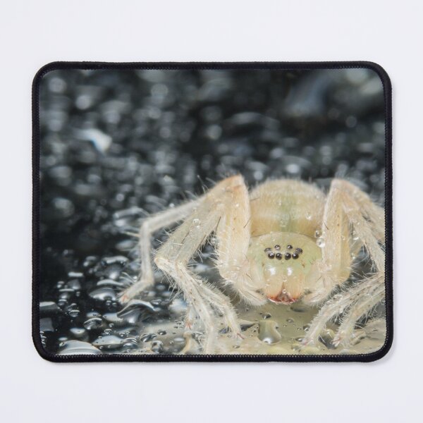 Item preview, White Spider Classical  designed and sold by Sam-DesignMart.