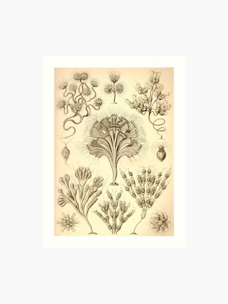 Flagellata Ernst Haeckel Art Print - 